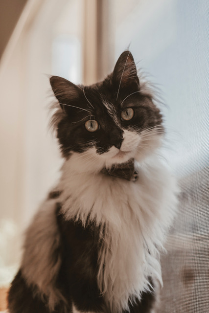 photo of a cat