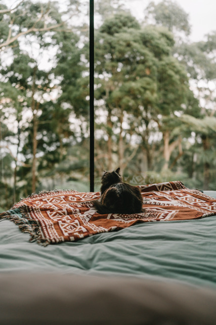 cat looking outside a window