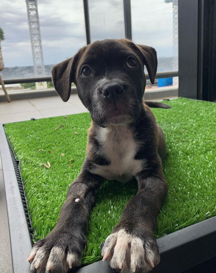 Small brindle puppy Stanley 