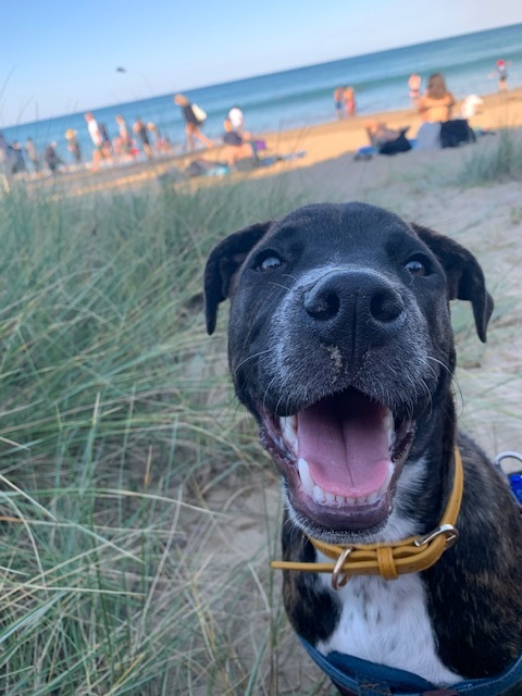 Happy brindle staffy, Stanley at the beach