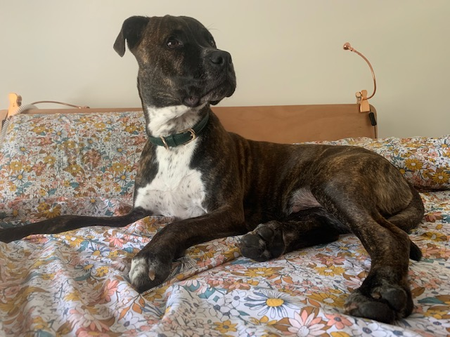 Happy brindle staffy, Stanley on the bed