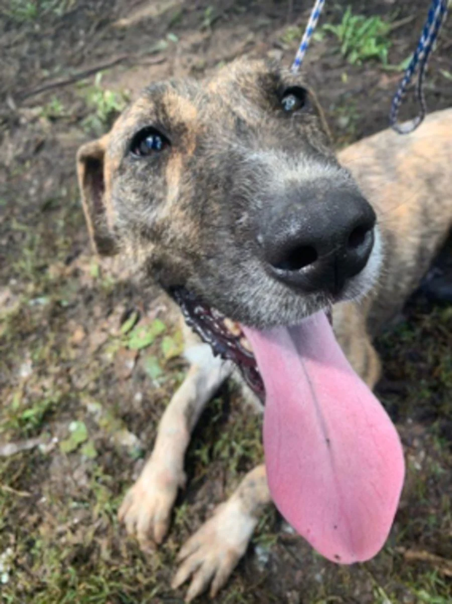 A happy dog outside smiling with her tongue out