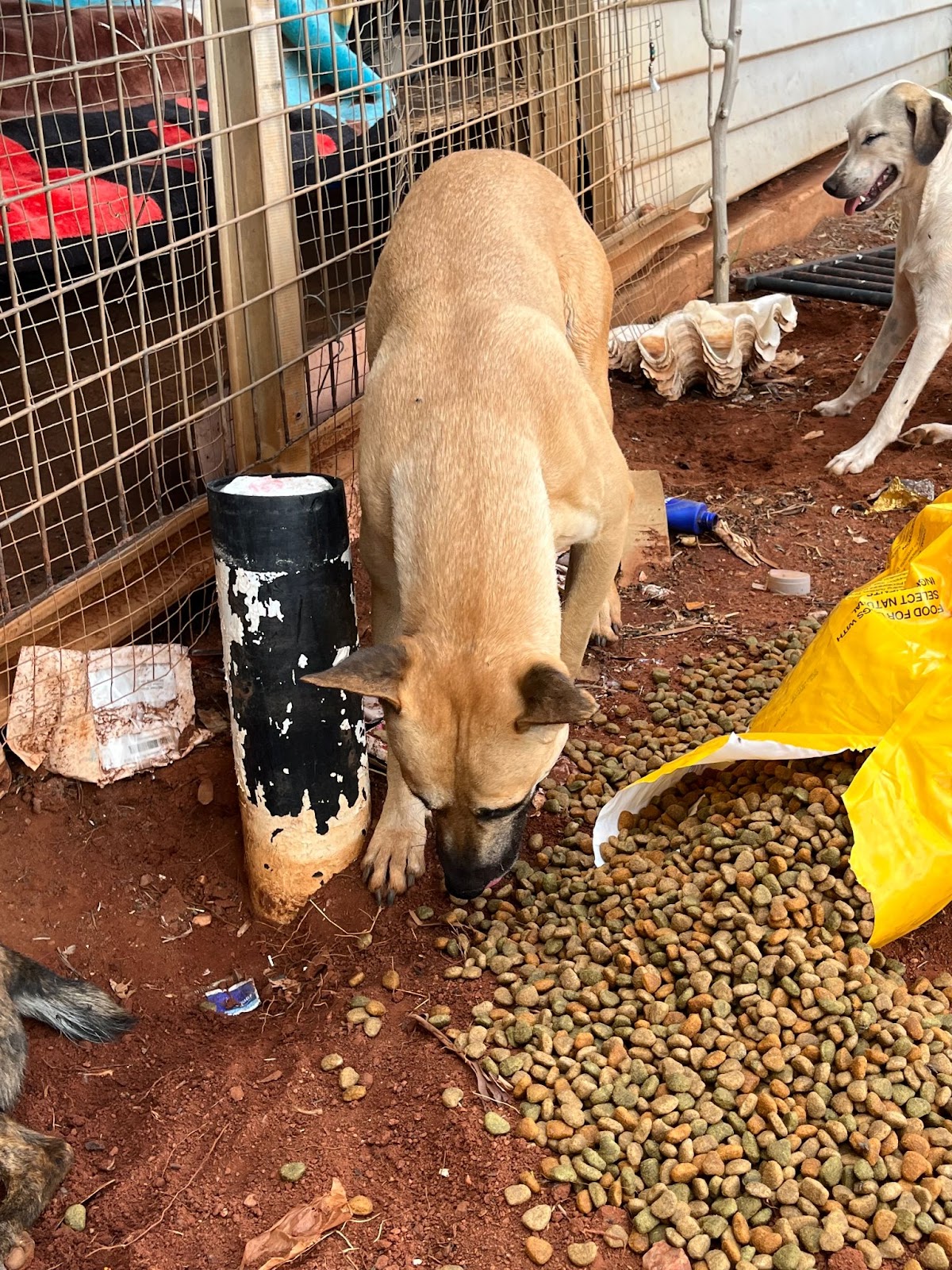 Dogs enjoy their free food