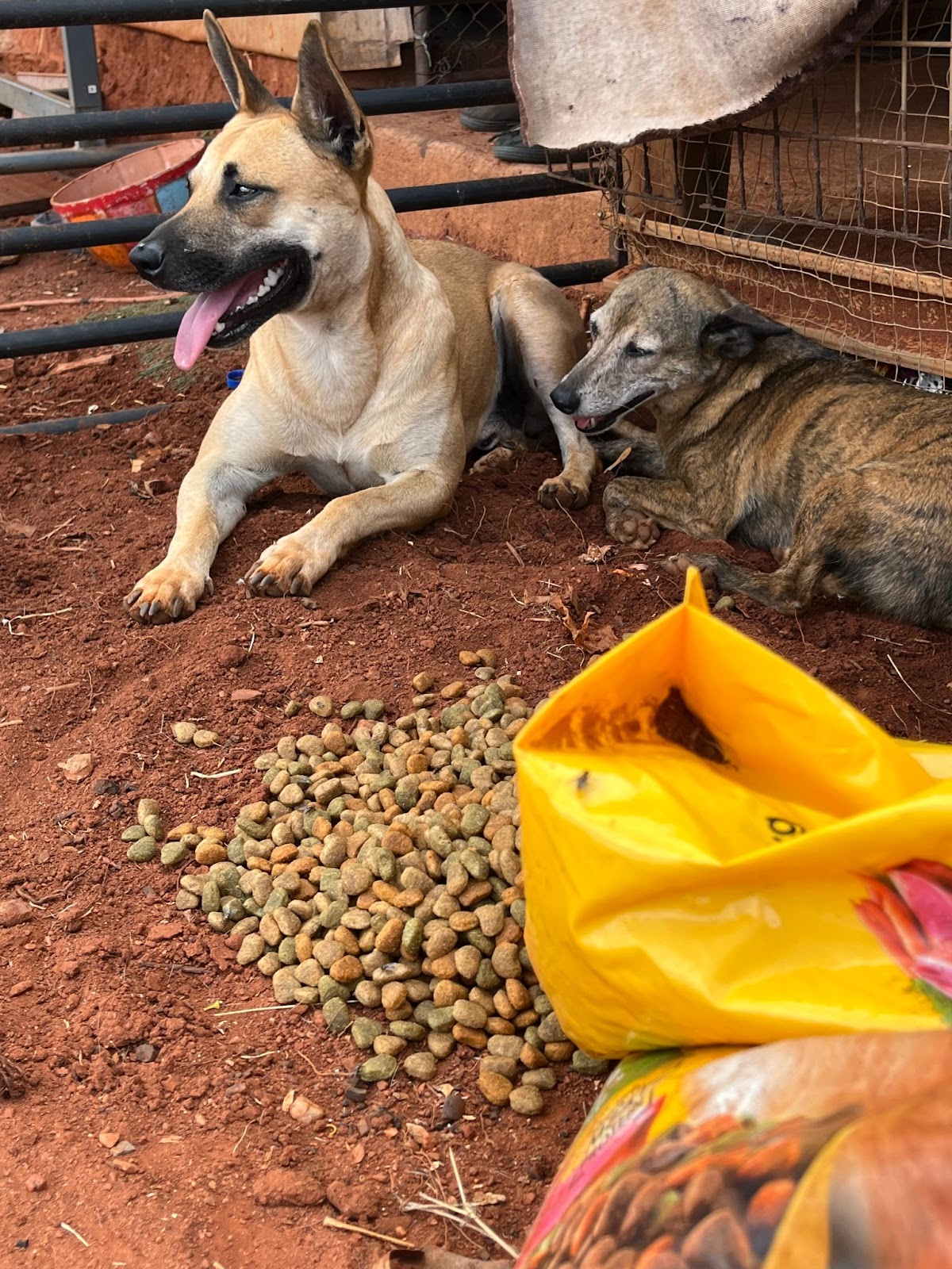 Dogs enjoy their free food