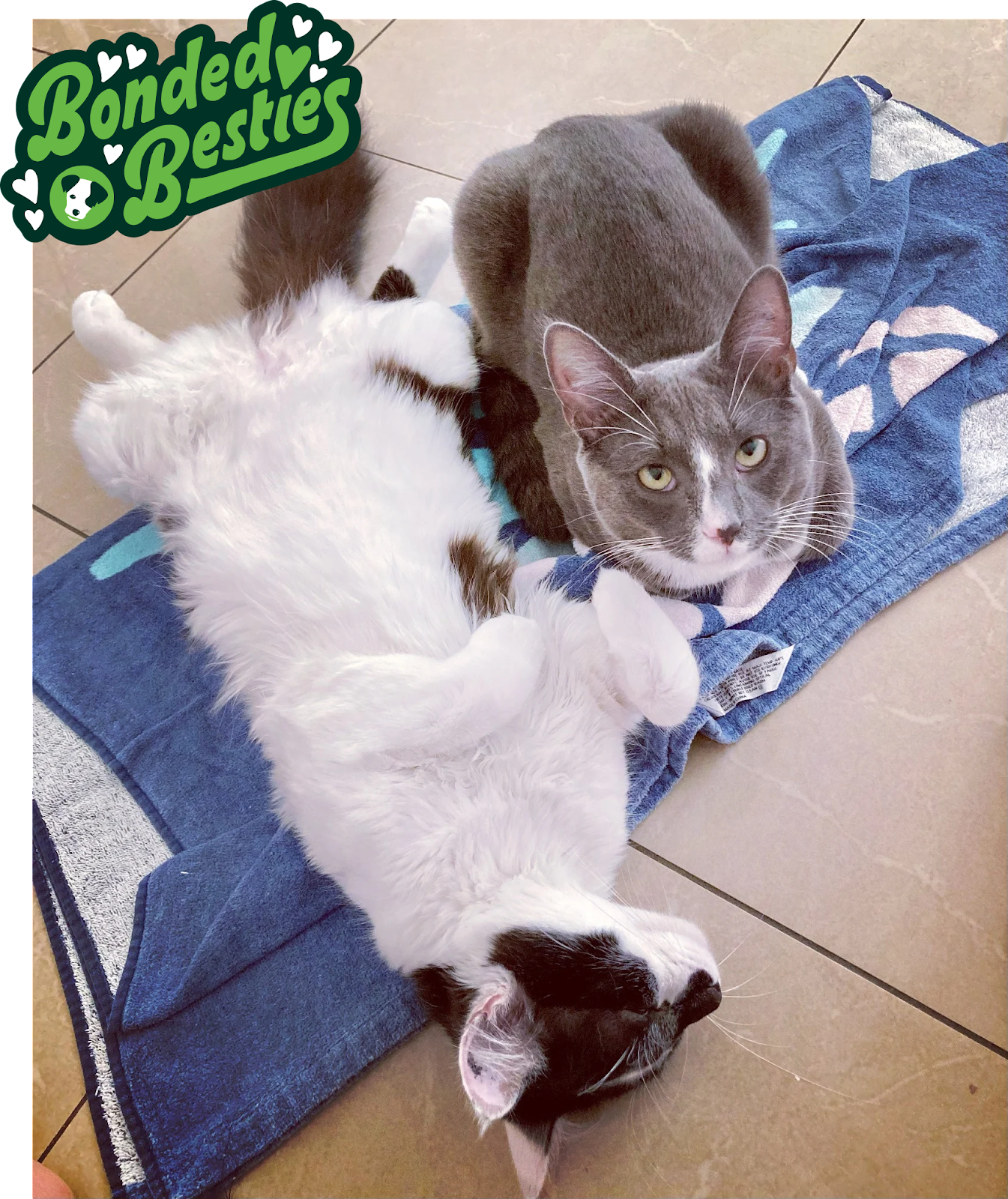 Two bonded cats snuggling up together