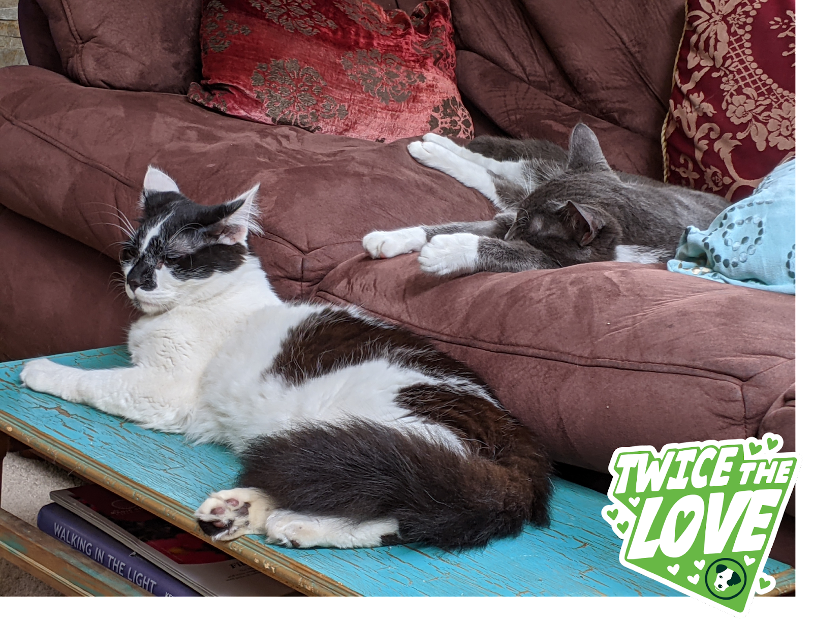 Bonded cats snuggling on the couch