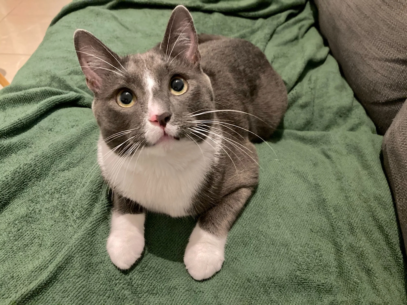 A grey cat on a bed looks up at the camera