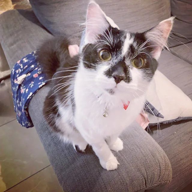 A black and white cat on a couch