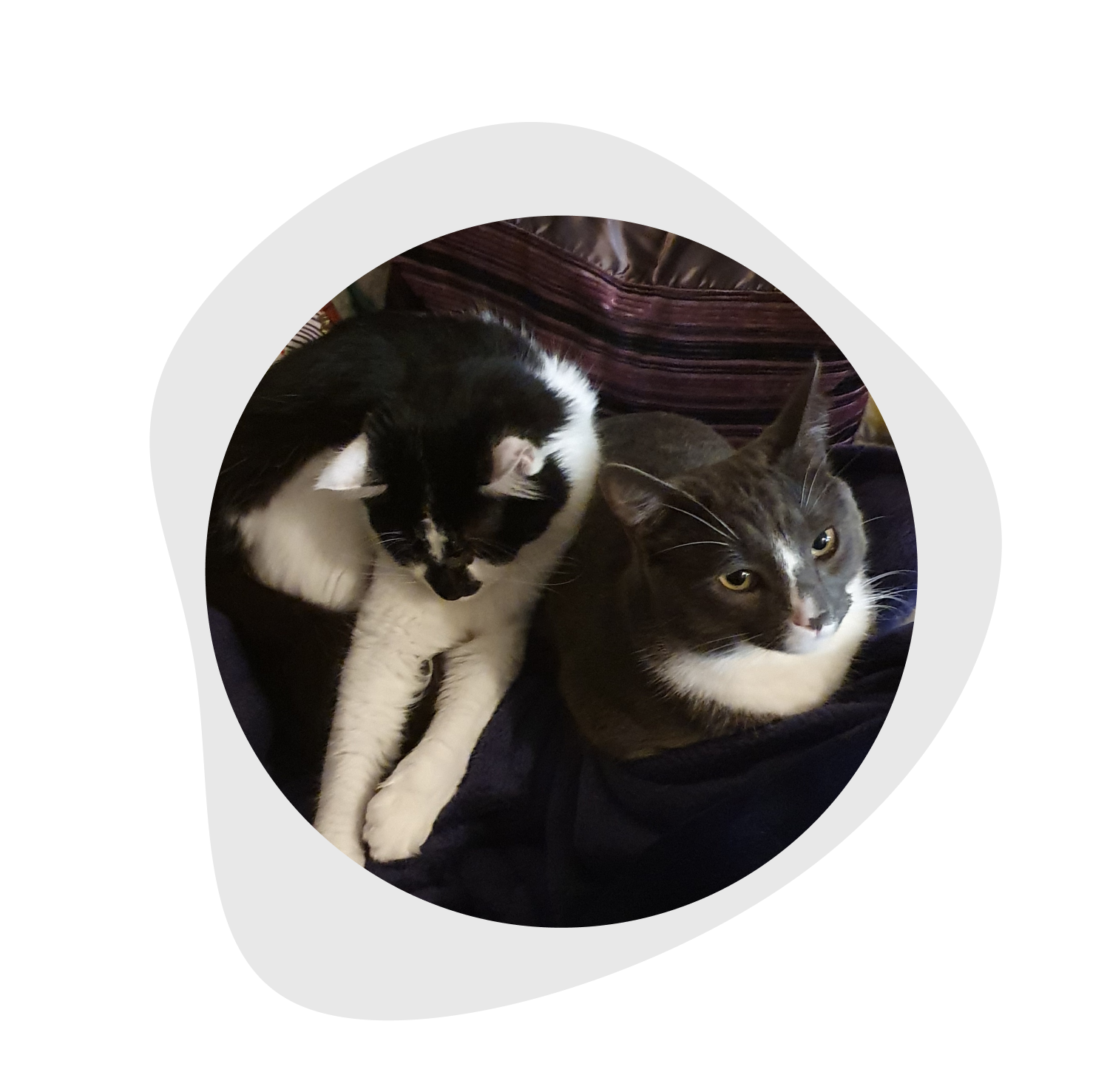 Two cats snuggled up