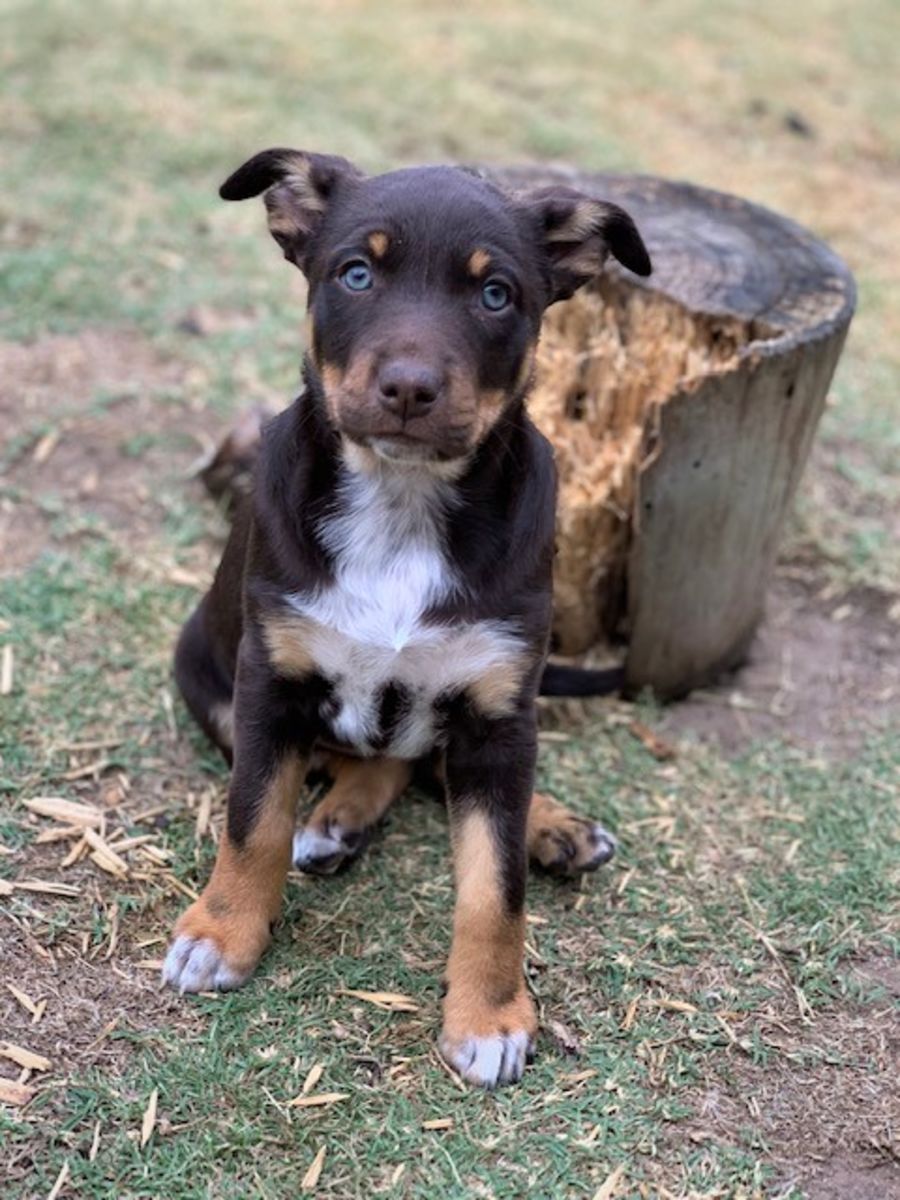 Australian Kelpie Life Expectancy Working Kelpies For Sale 2025