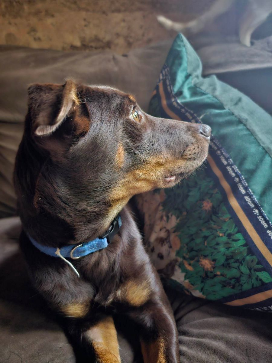 Missy Medium Female Labrador Mix Dog in VIC PetRescue