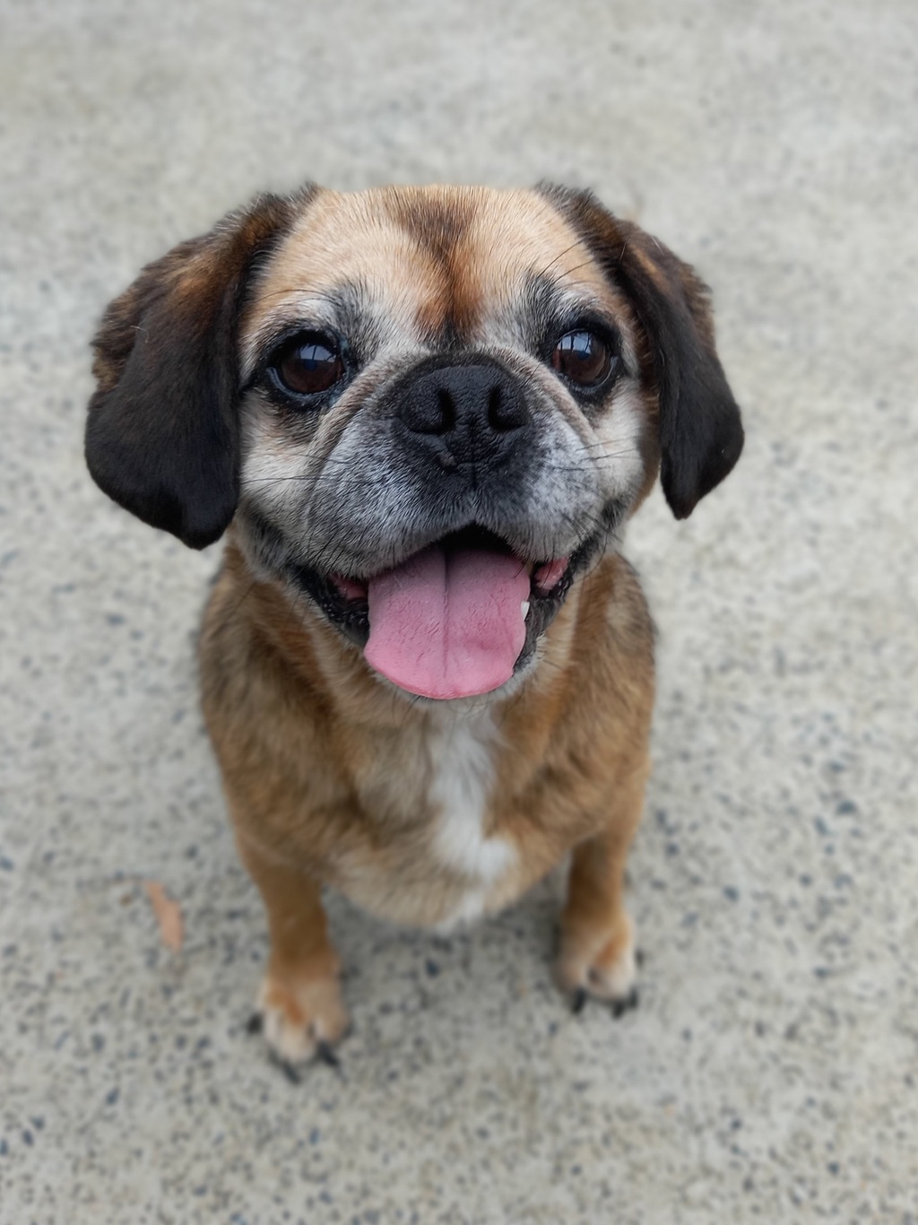 Charlee Small Female Cavalier King Charles Spaniel x Pug Mix Dog in VIC PetRescue