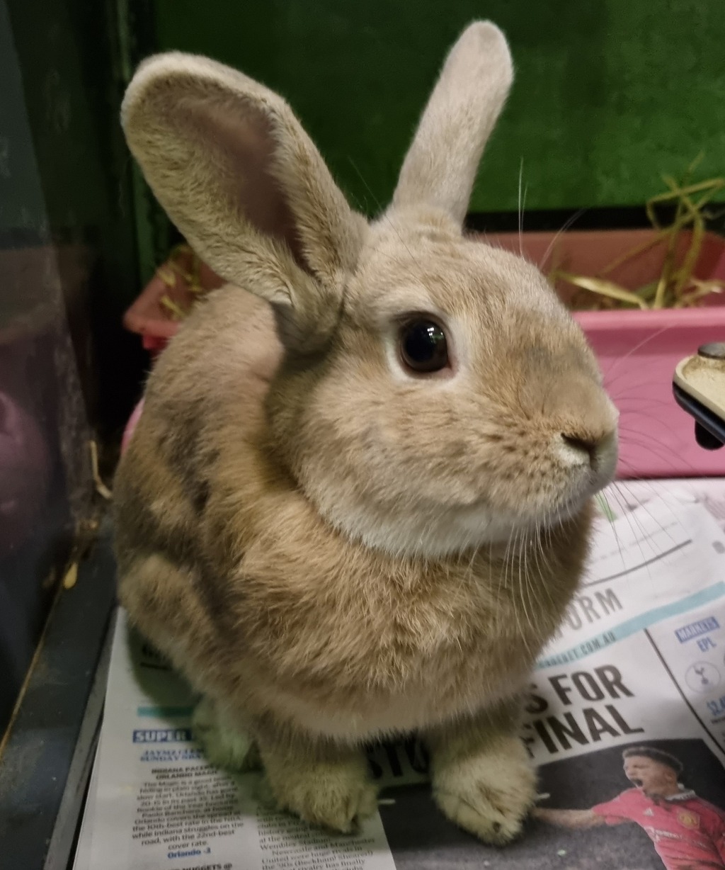 Harvey - Male Rabbit Unspecified Rabbit in VIC - PetRescue