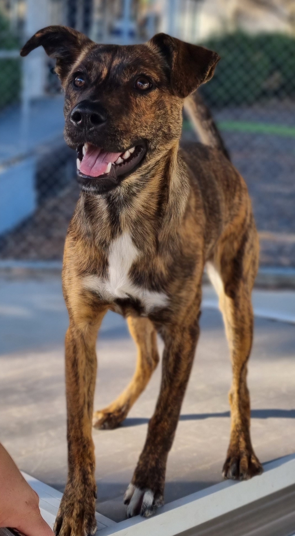 Rebel Medium Female Rottweiler x Staffordshire Bull Terrier Mix Dog in VIC PetRescue