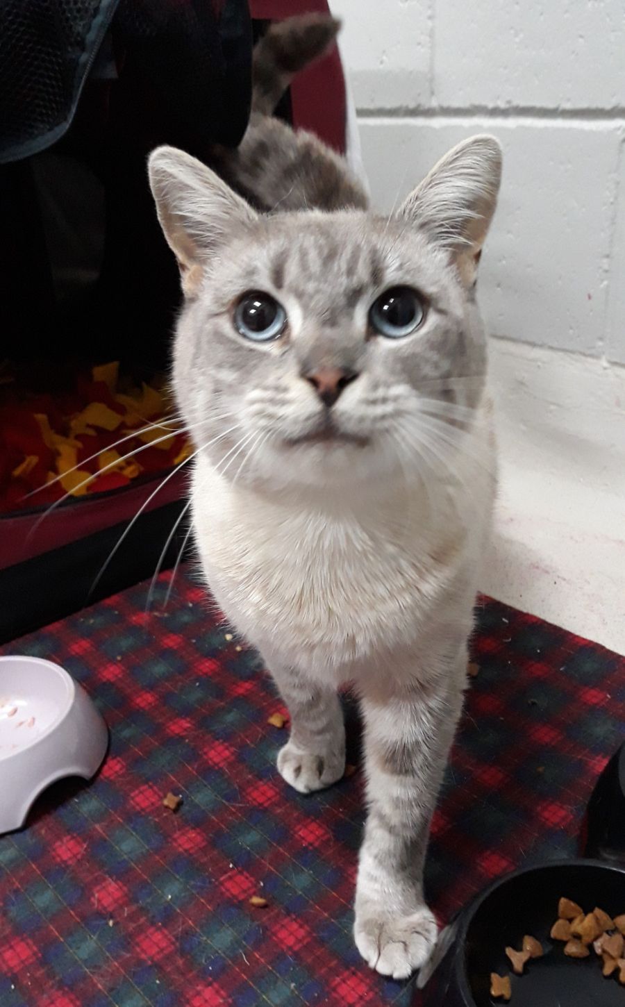 Jasmine Female Ragdoll x Domestic Short Hair Mix Cat in VIC PetRescue