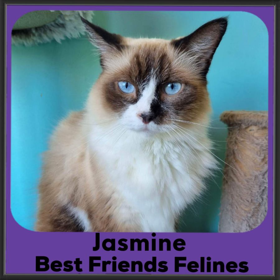 Jasmine Female Ragdoll Cat in QLD PetRescue