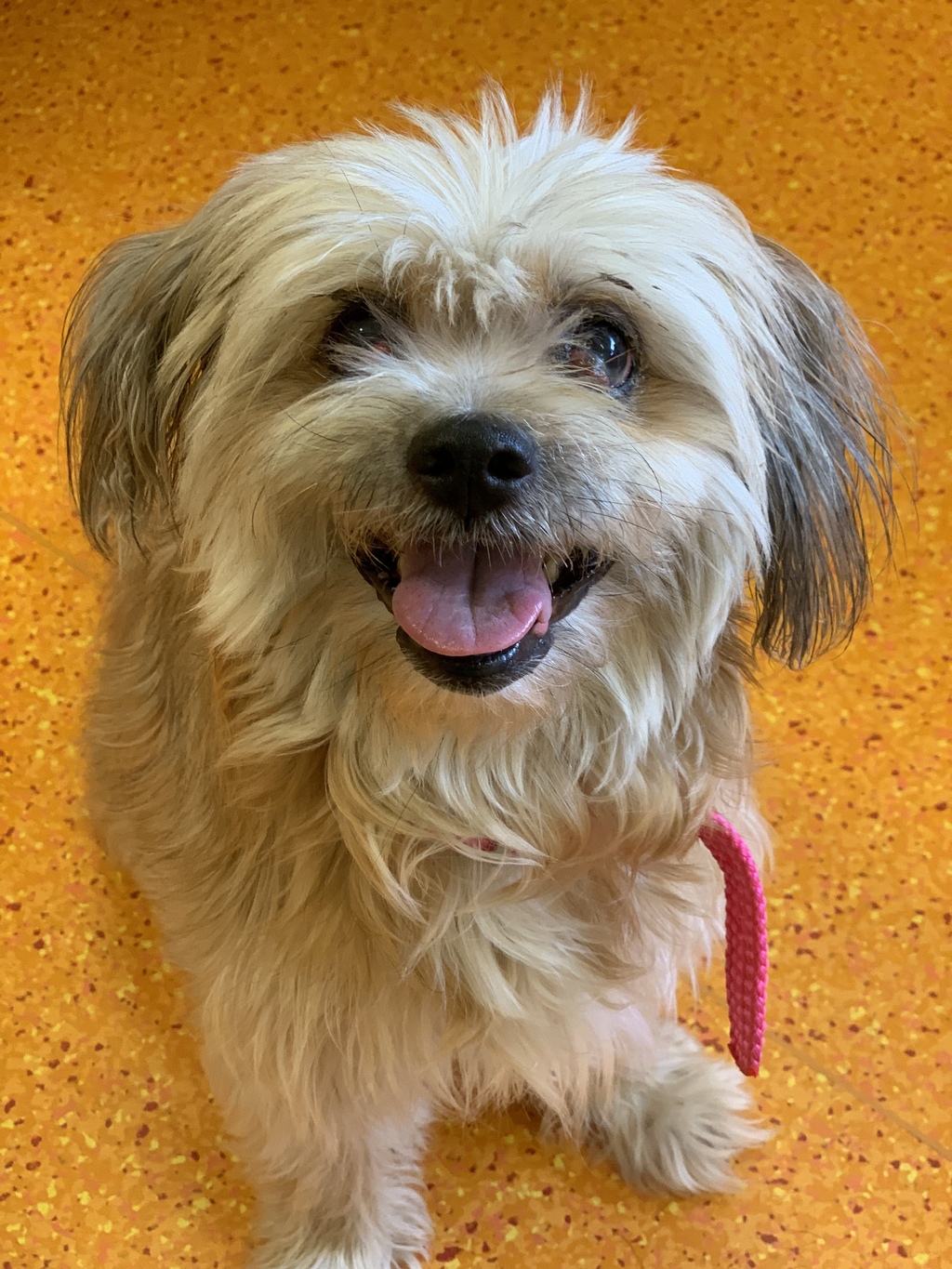 Olive Small Female Lhasa Apso x Maltese Terrier Mix Dog in QLD PetRescue