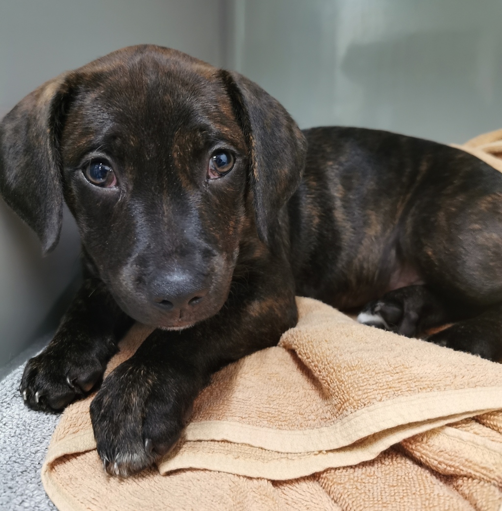 Juno Medium Female Dachshund X American Staffordshire Bull Terrier juno-medium-female-dachshund-x-american-staffordshire-bull-terrier