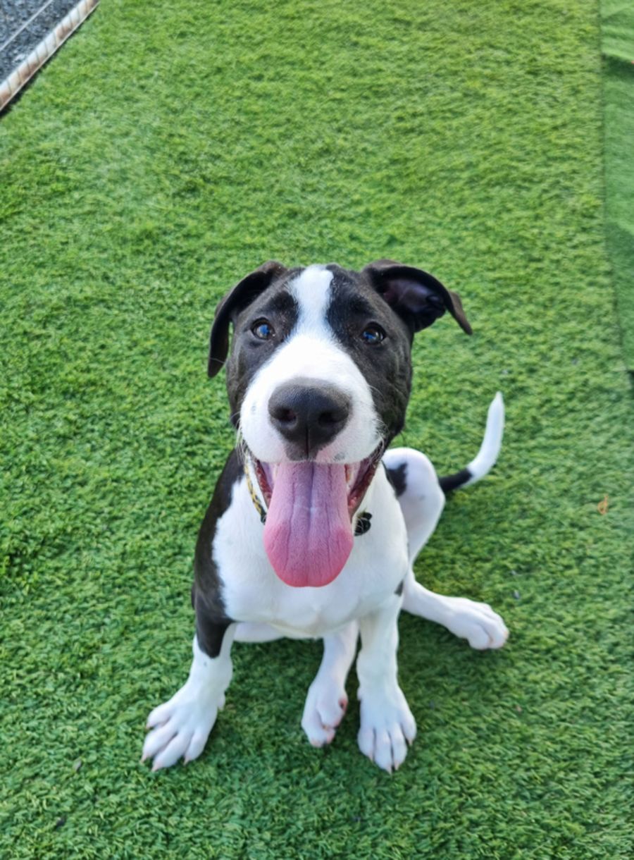 Zarlee Large Female Great Dane x Staffordshire Bull Terrier Mix Dog in NSW PetRescue