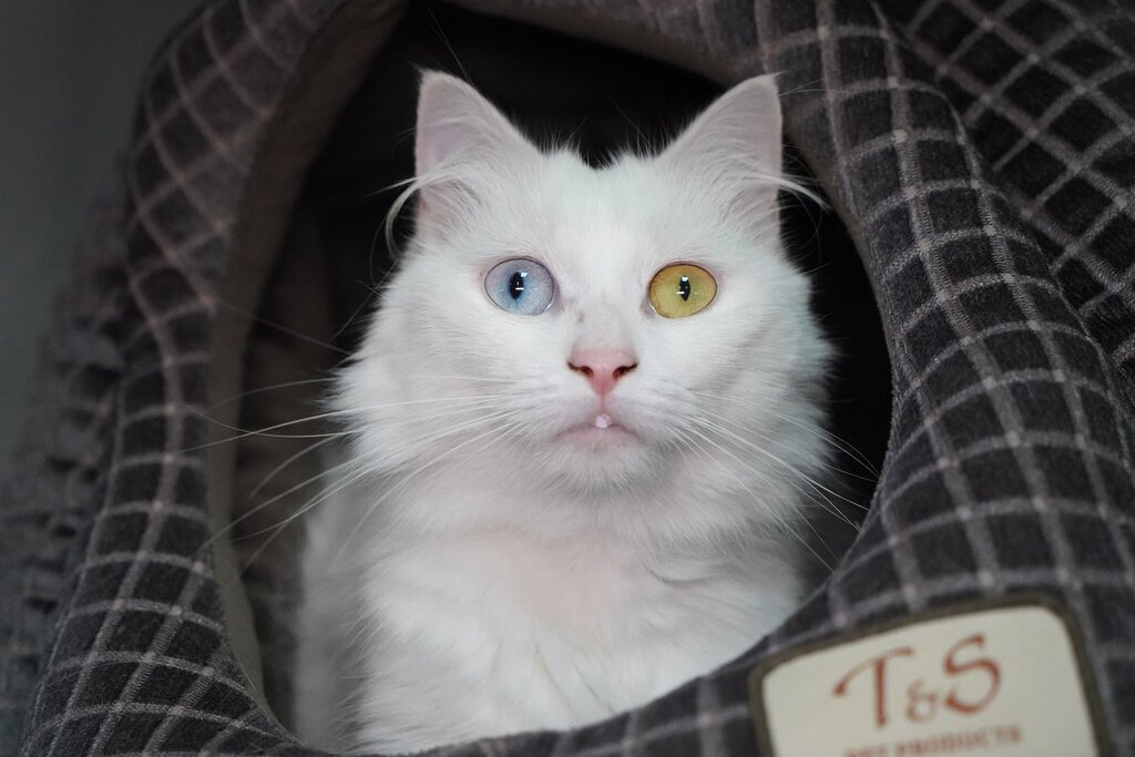 Delilah Female Domestic Medium Hair Cat In ACT PetRescue delilah-female-domestic-medium-hair-cat-in-act-petrescue