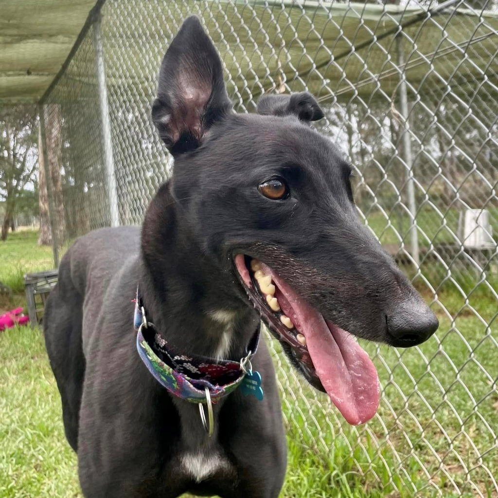 Jazz Large Female Greyhound Dog in NSW PetRescue