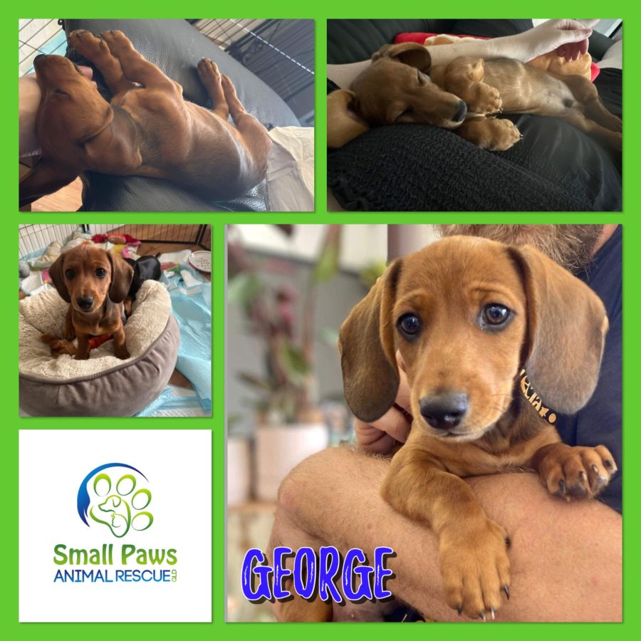 Small paws cheap dog rescue