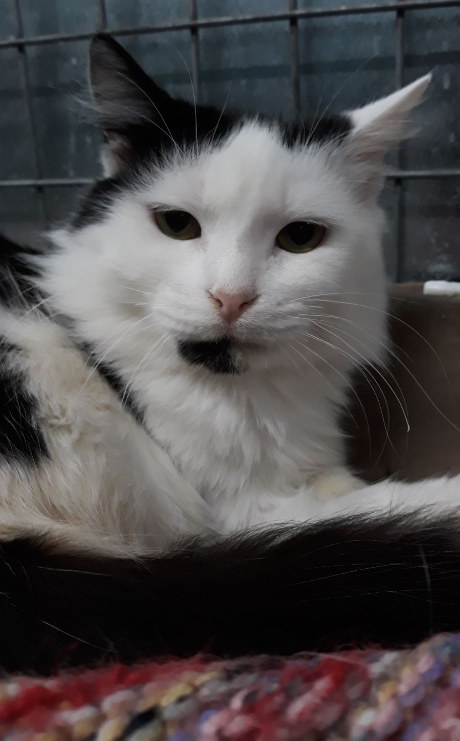 Rorschach Male Domestic Medium Hair Cat In VIC PetRescue