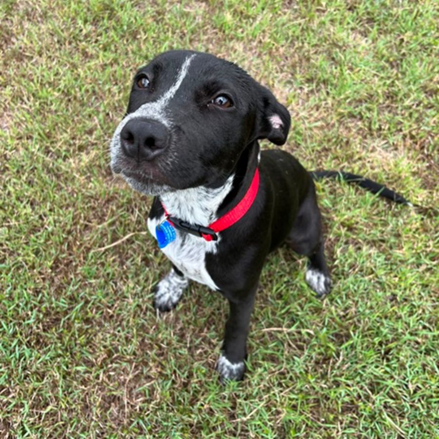 Lola Medium Female Australian Cattle Dog x Staffy Mix Dog in QLD PetRescue