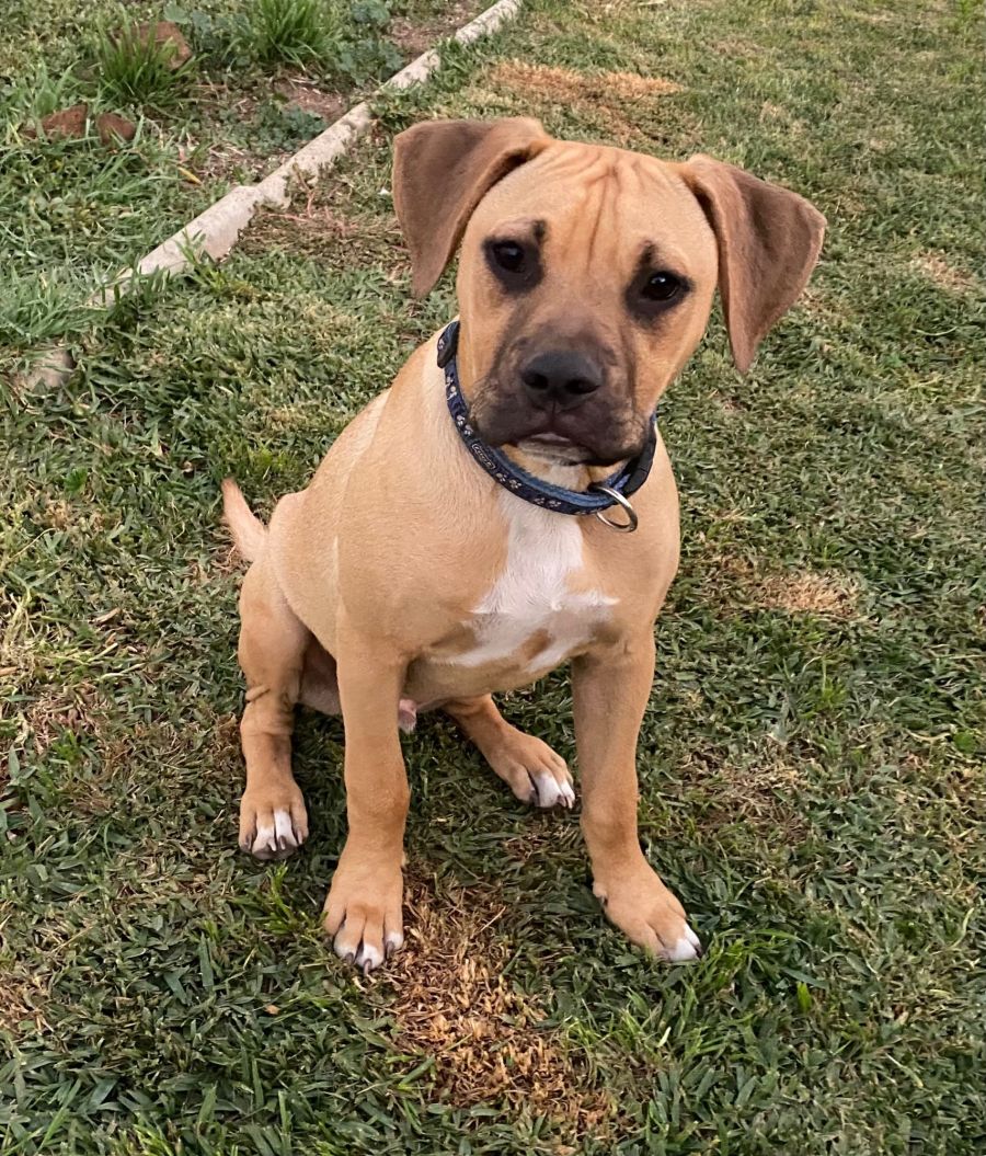 Loki Large Male Rhodesian Ridgeback x Bull Arab x Staffy Mix Dog in VIC PetRescue