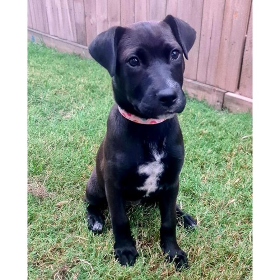 Anna Large Female Labrador Mix Dog in QLD PetRescue