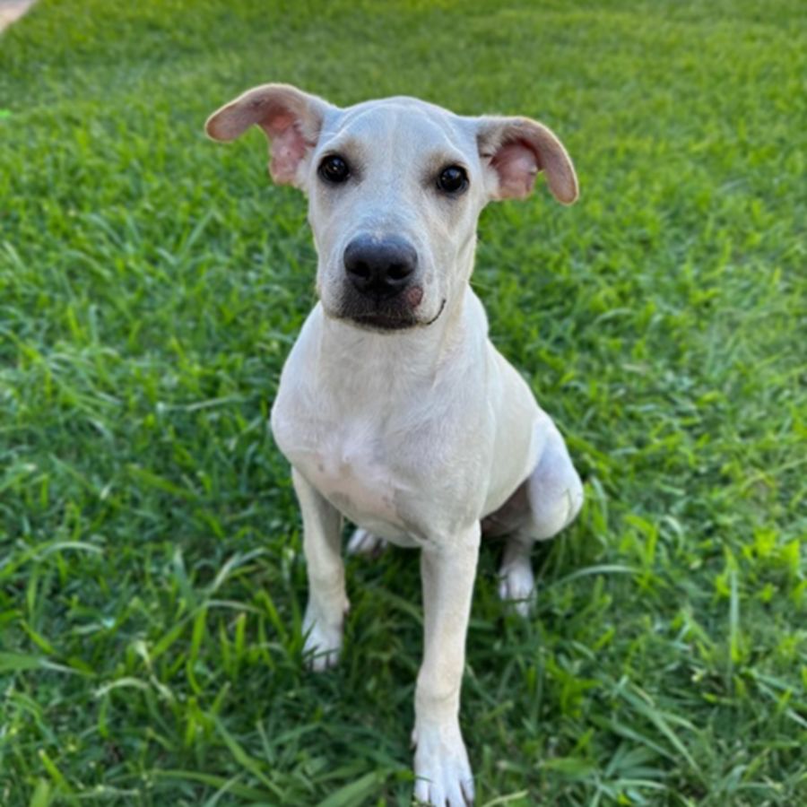 Jemma Large Female Labrador Mix Dog in QLD PetRescue
