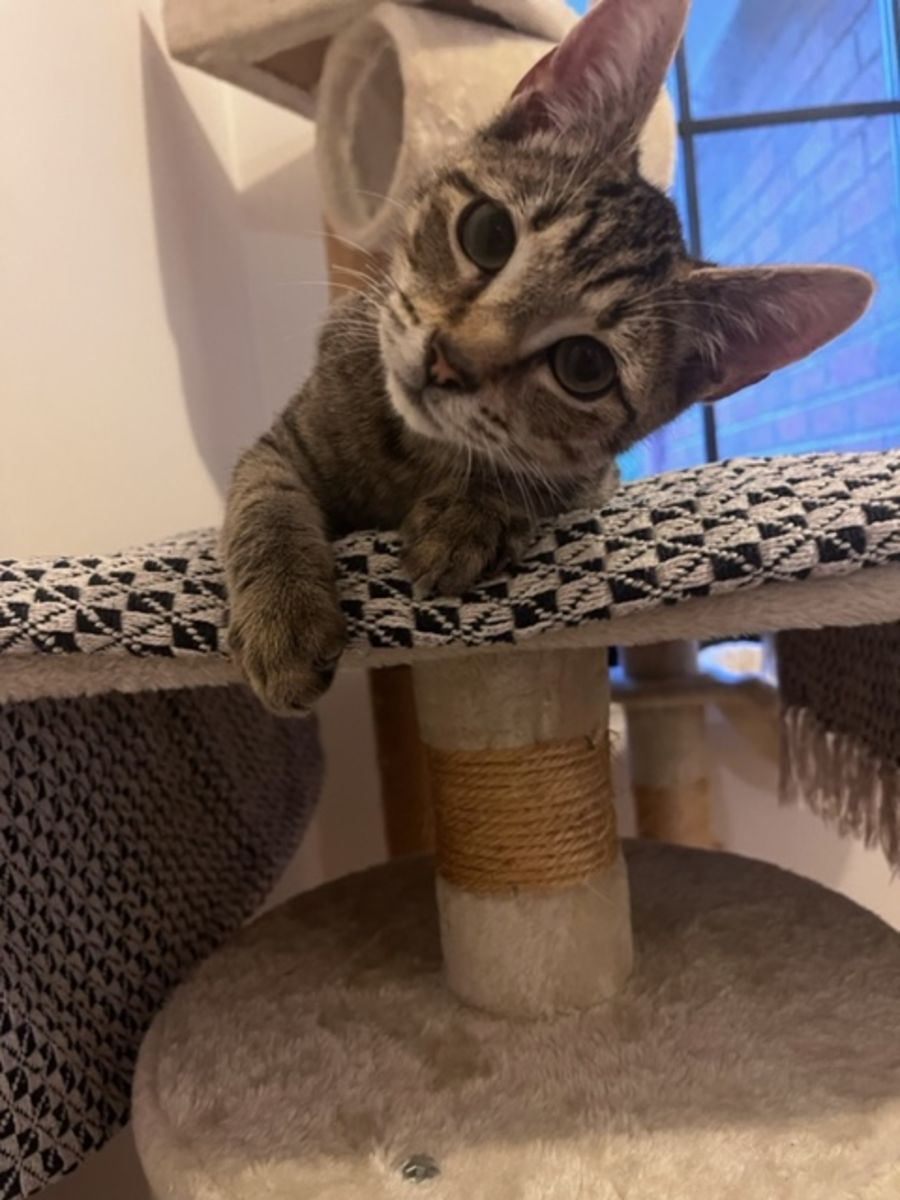 Orlando Meet me at Petstock Hastings store Male Domestic Short Hair