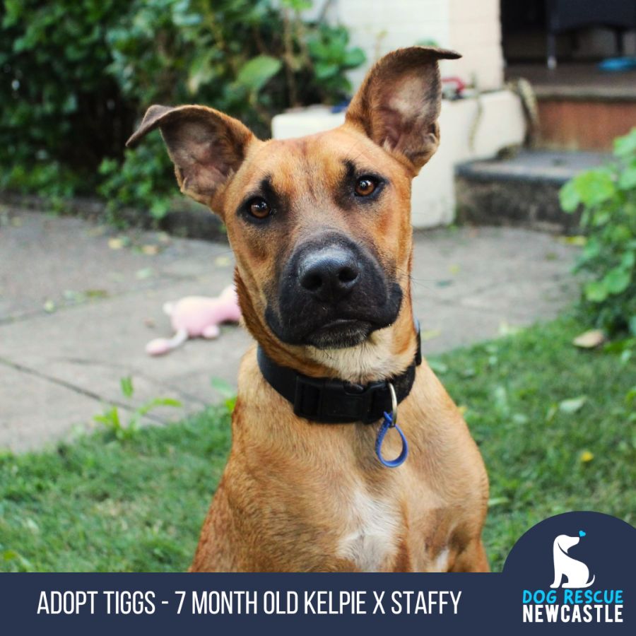 Staffy dog cheap rescue