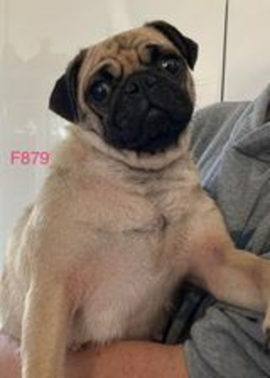 Jami Small Female Pug Mix Dog in NSW PetRescue