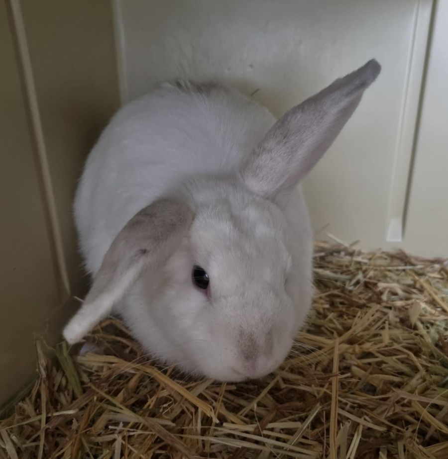 Wabbit - Female American Mix Rabbit in NSW - PetRescue
