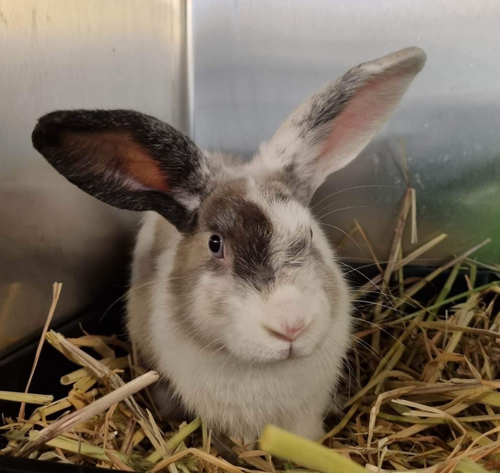 Mixy Rabbits Pictionary - Female Jersey Wooly Mix Rabbit in WA - PetRescue