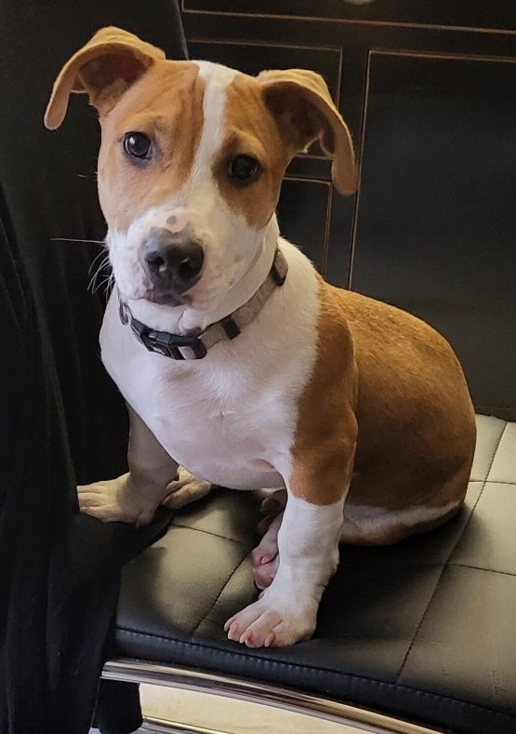 Scout Medium Male Jack Russell Terrier x Staffy Mix Dog in VIC PetRescue