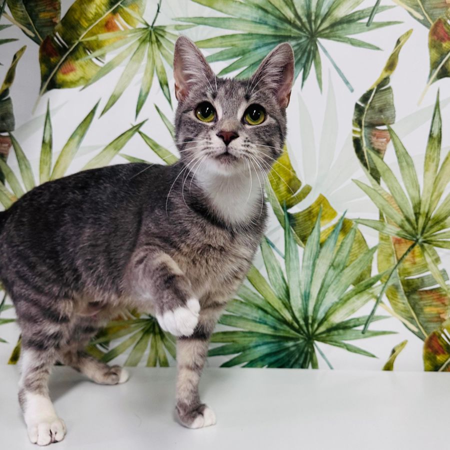 Whiskas Meet me at Nelly's Ark in Fairfield Female Domestic Short