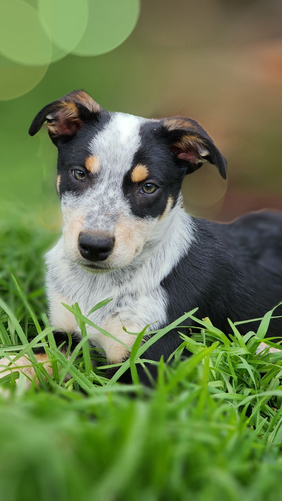 Jate Medium Male Kelpie x Koolie Mix Dog in VIC PetRescue
