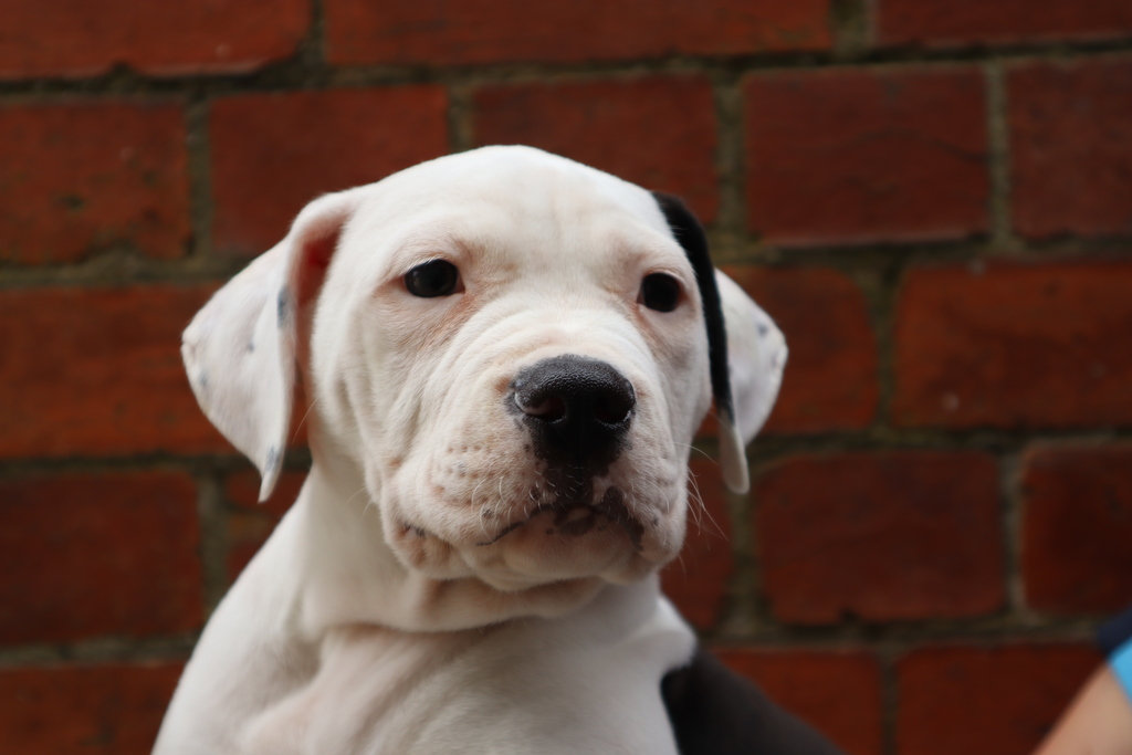 Jake Large Male American Bulldog x American Staffy Mix Dog in VIC PetRescue