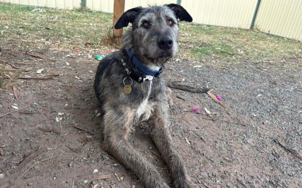 Opie Large Male Bull Arab x Wolfhound Mix Dog in VIC PetRescue