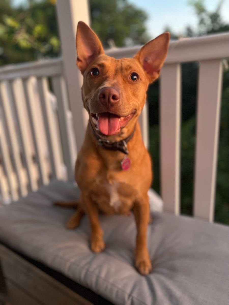 Queenie - Medium Female Kelpie x Staffy Mix Dog in QLD - PetRescue