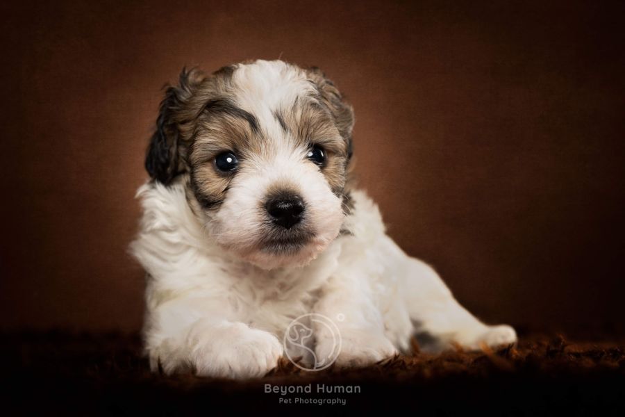 Dior Small Female Maltese x Shih Tzu x Poodle Mix Dog in QLD PetRescue
