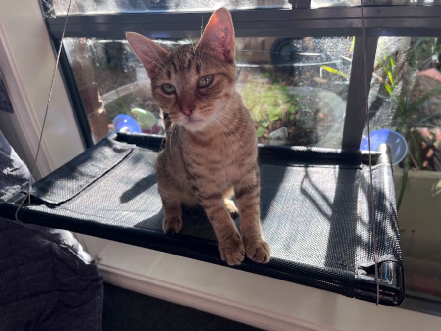 Boston Meet me at Petstock Hastings store Male Domestic Short Hair