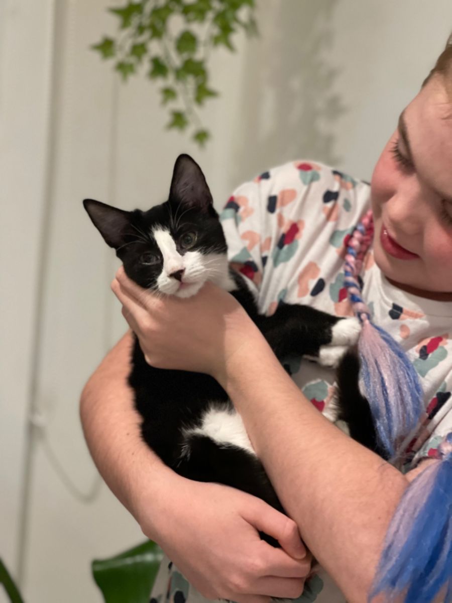 Macie Female Domestic Short Hair Cat in VIC PetRescue