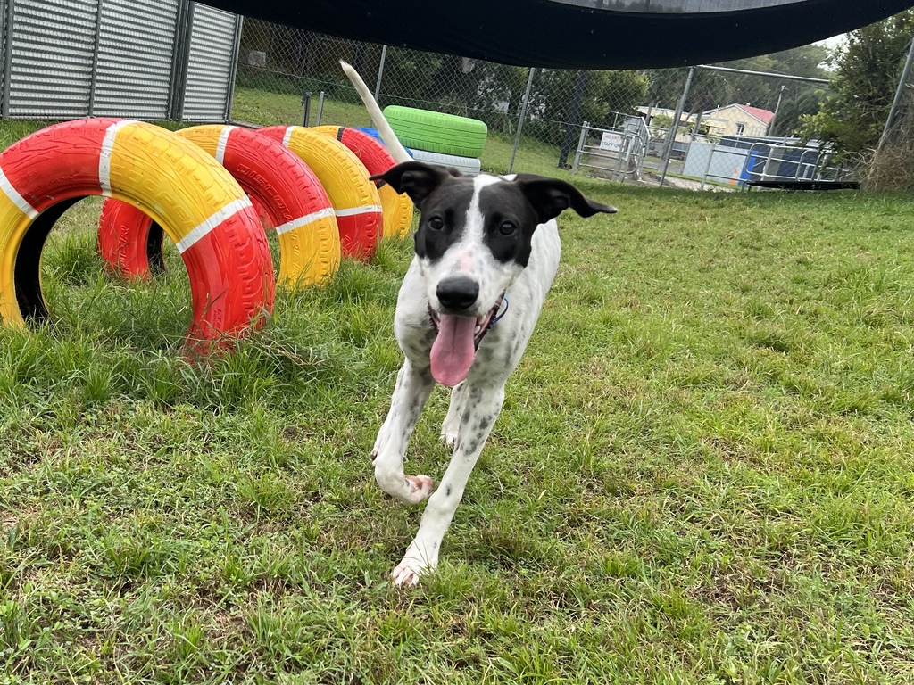 Oli - Large Female Greyhound x English Pointer Mix Dog in QLD - PetRescue