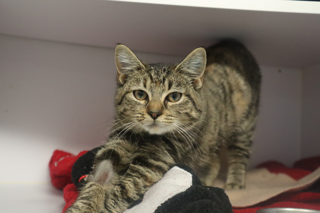 Moggy - Female Domestic Short Hair Mix Cat in VIC - PetRescue