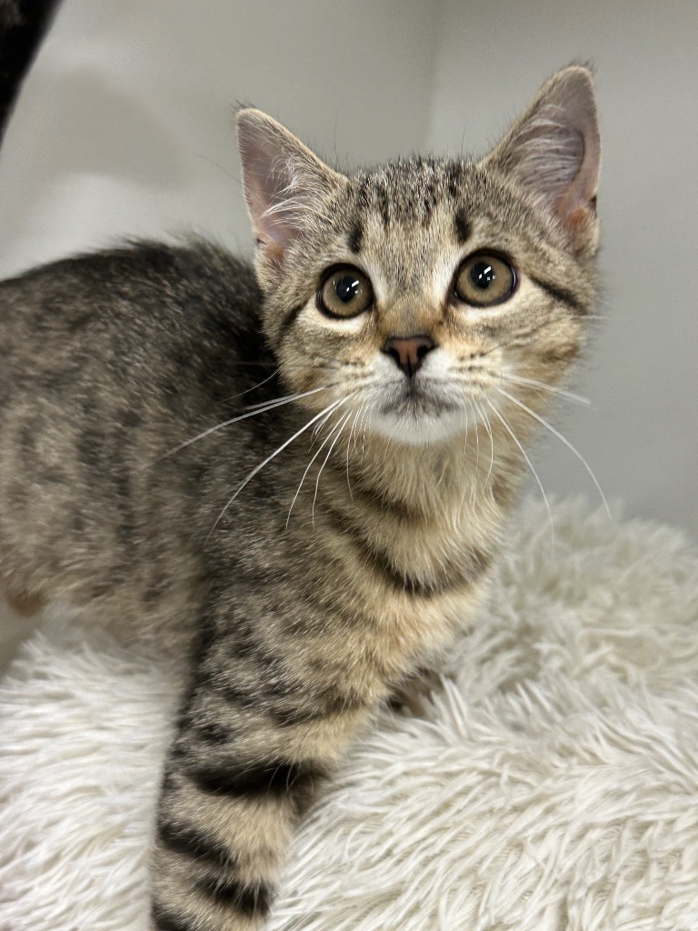 Guinevere Ulverstone Day Female Domestic Short Hair Cat in TAS