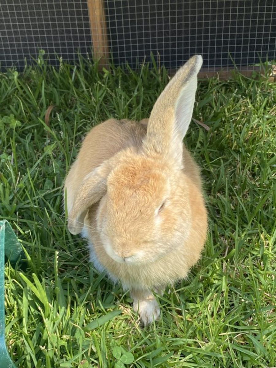 Lewis Rabit Lewis - Male Rabbit in NSW - PetRescue