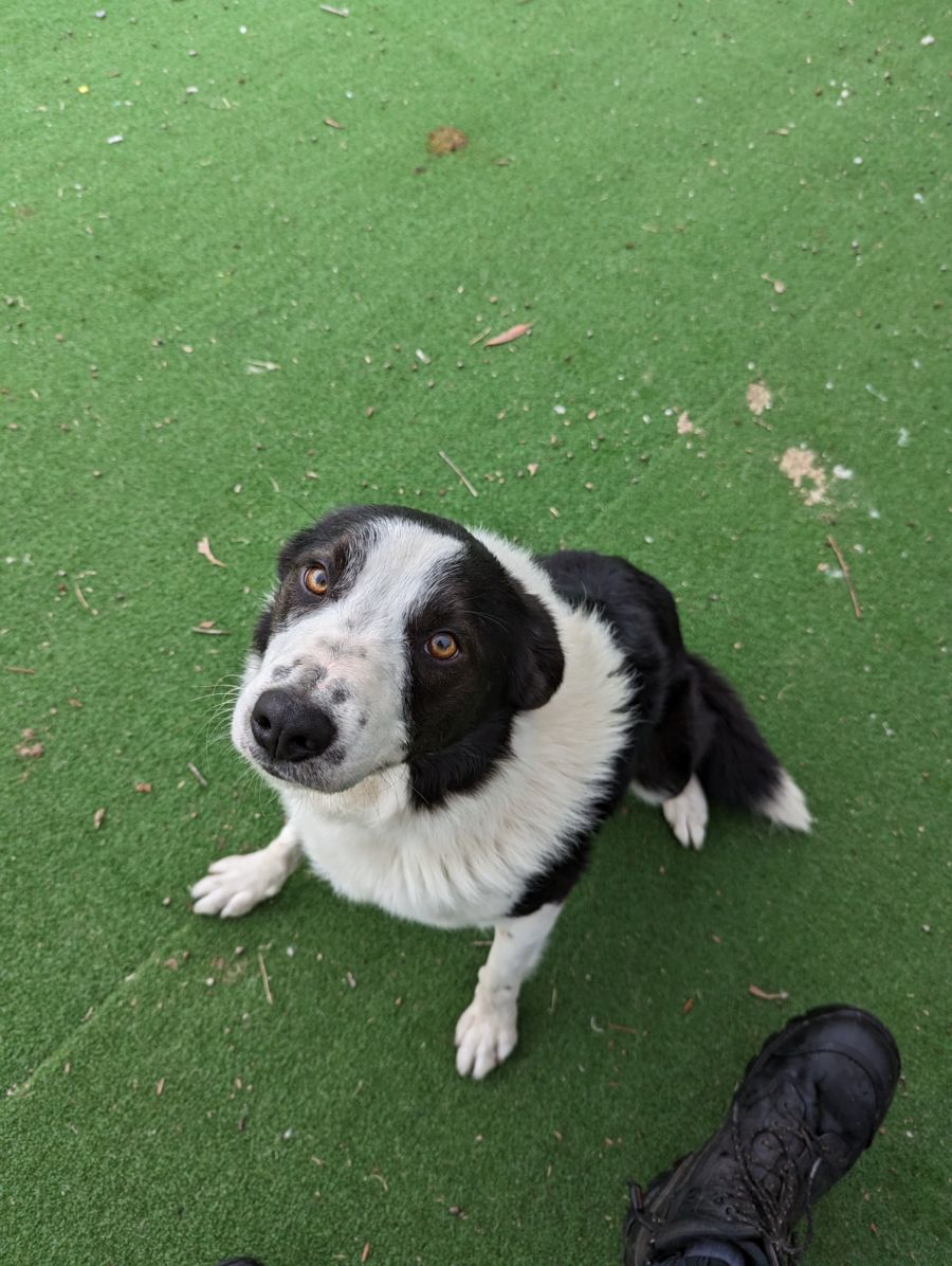 Dodge - Medium Male Border Collie Dog in VIC - PetRescue